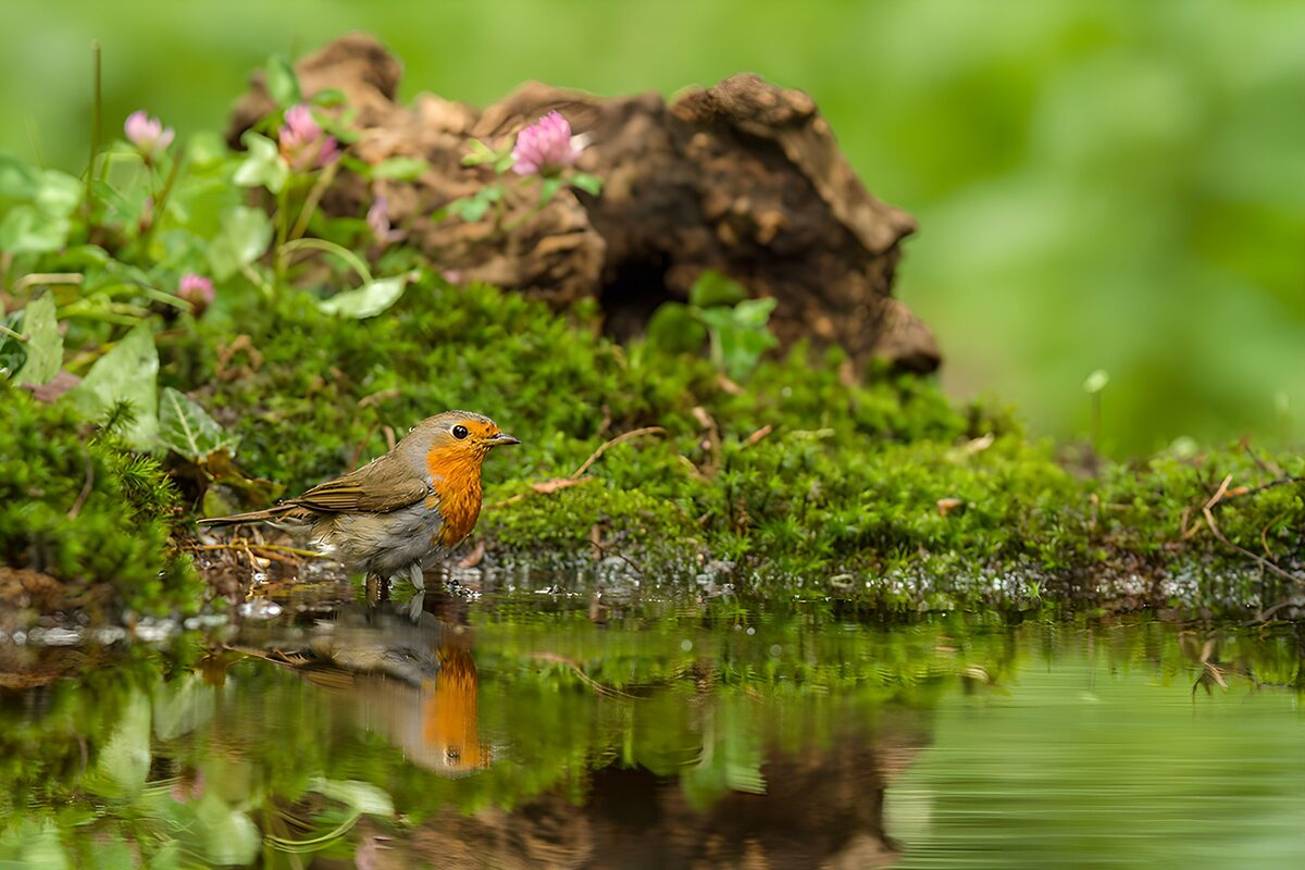 Charming Robin by the Water's Edge
