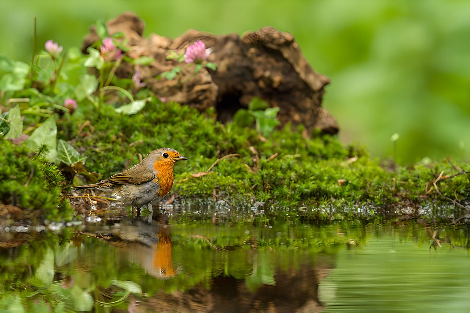 OCCOM6640729: Charming Robin by the Water's Edge
