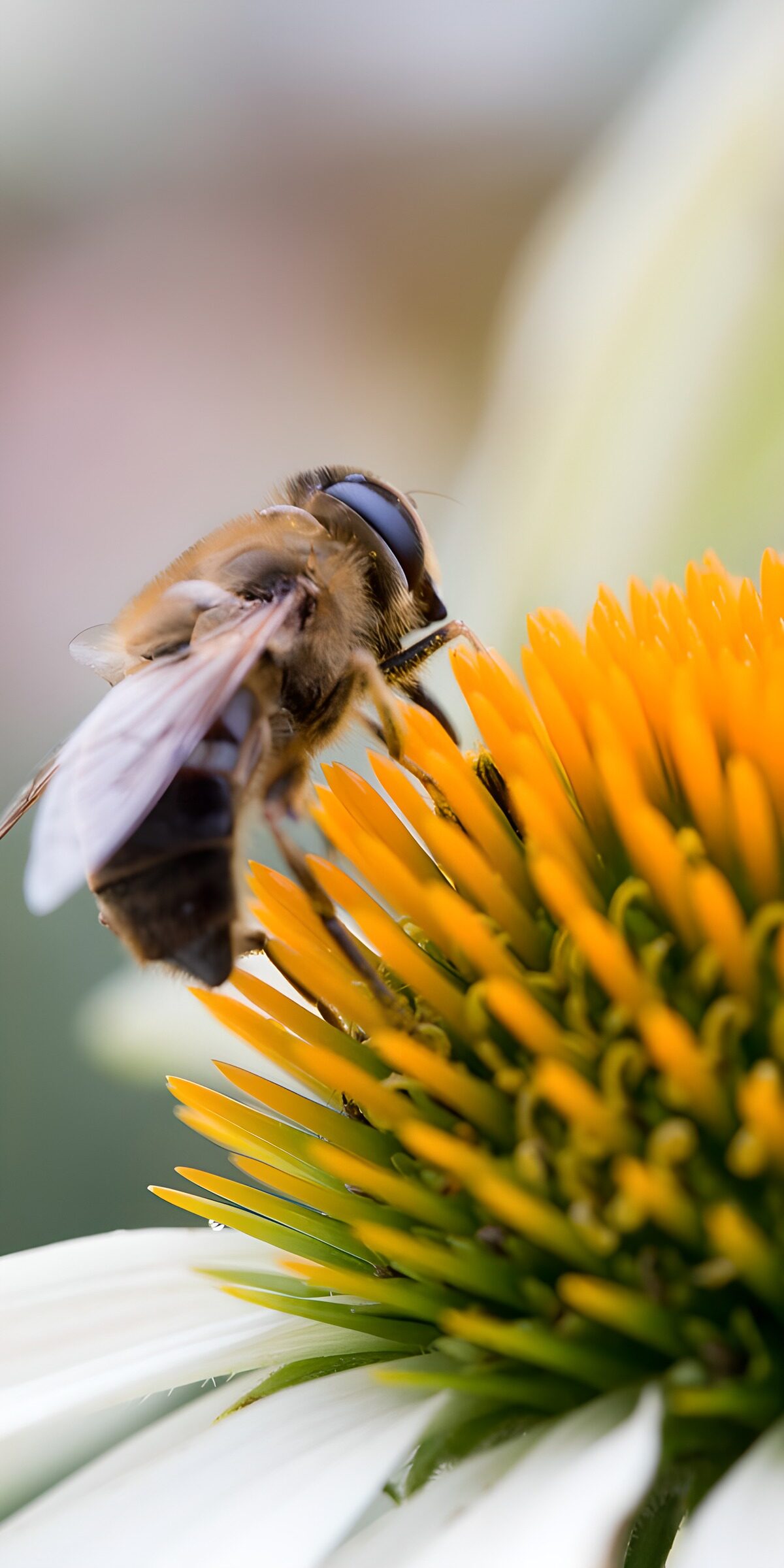 OCCOM2189308: Busy Bee on Vibrant Flower