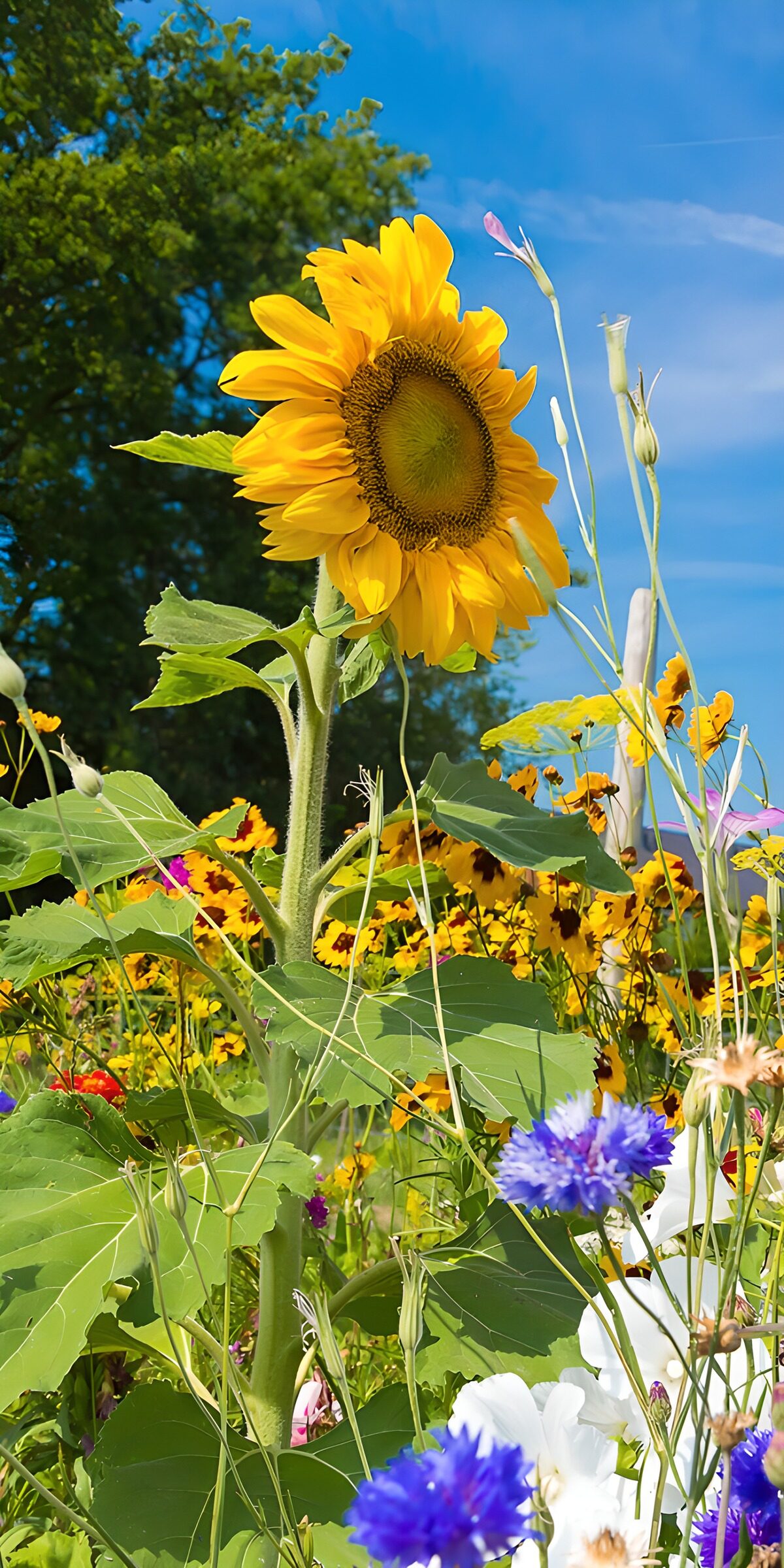 Vibrant Sunflower in a Colorful Meadow