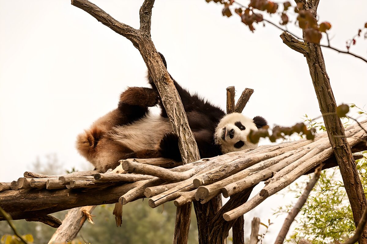 Curious Panda in a Tree