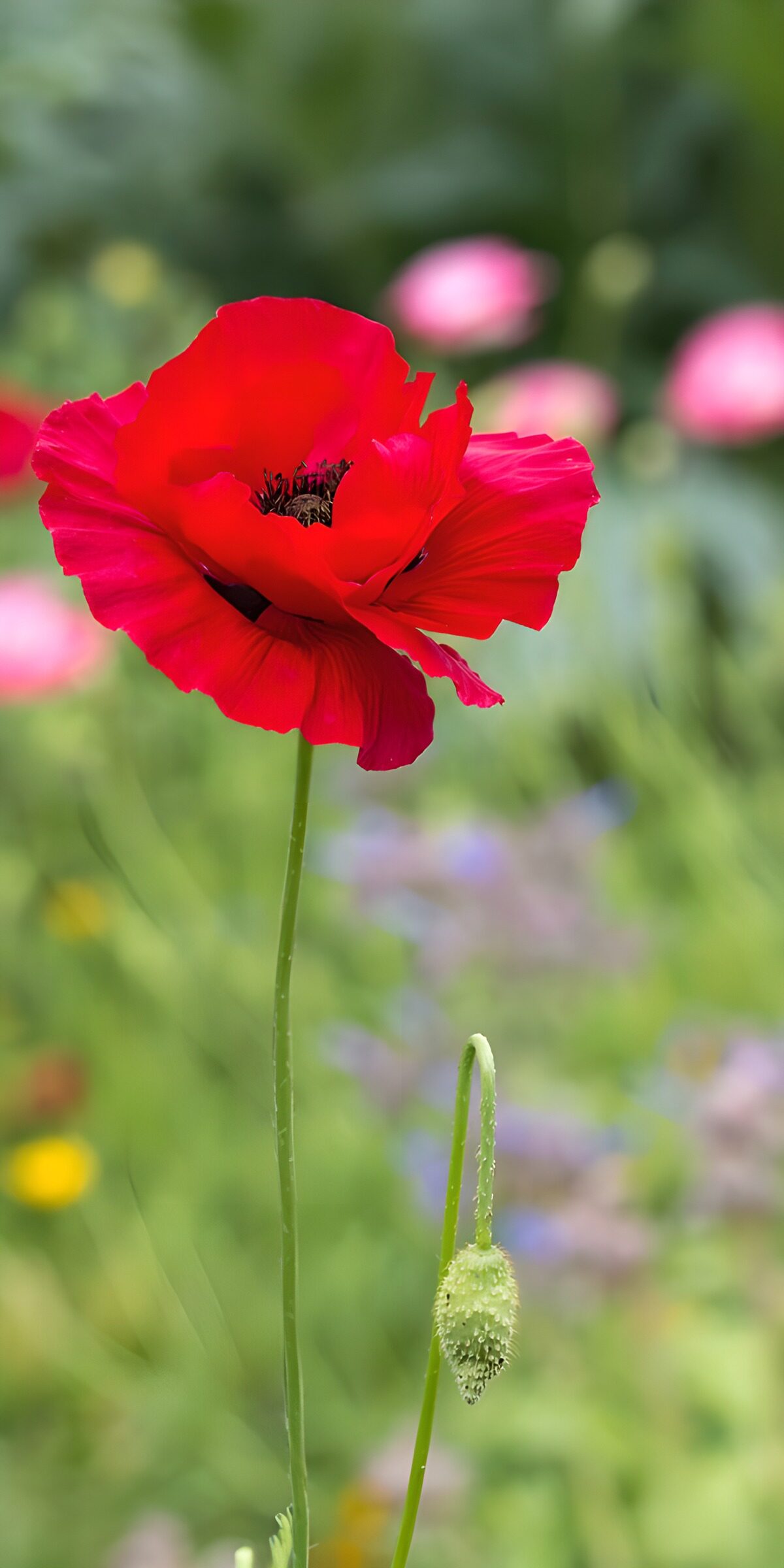 OCCOM6492173: Vibrant Red Poppy in Bloom