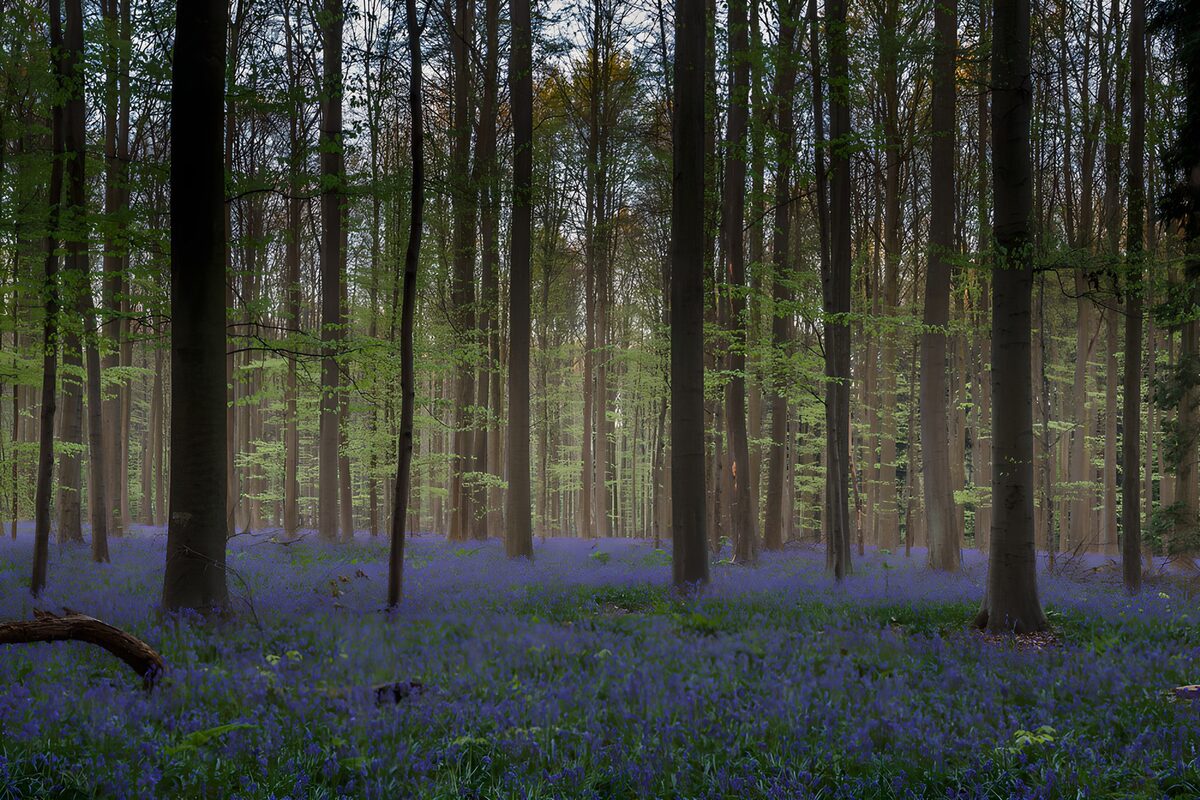 OCCOM8250344: Enchanted Bluebell Forest