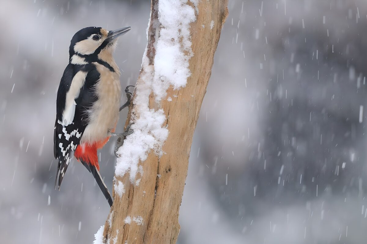 Woodpecker in Winter Wonderland