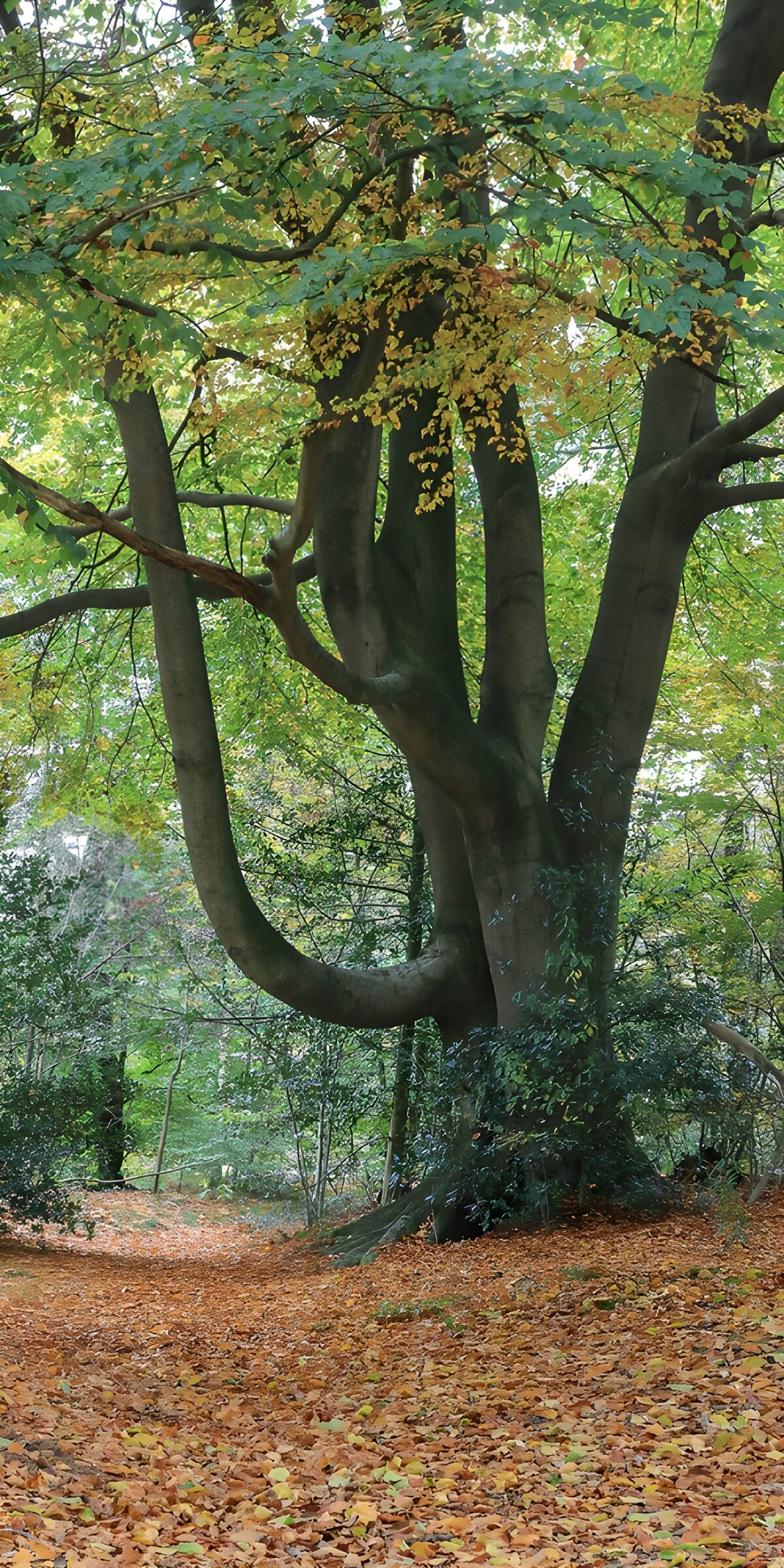 OCCOM1112815: Unique Branching Tree in Autumn