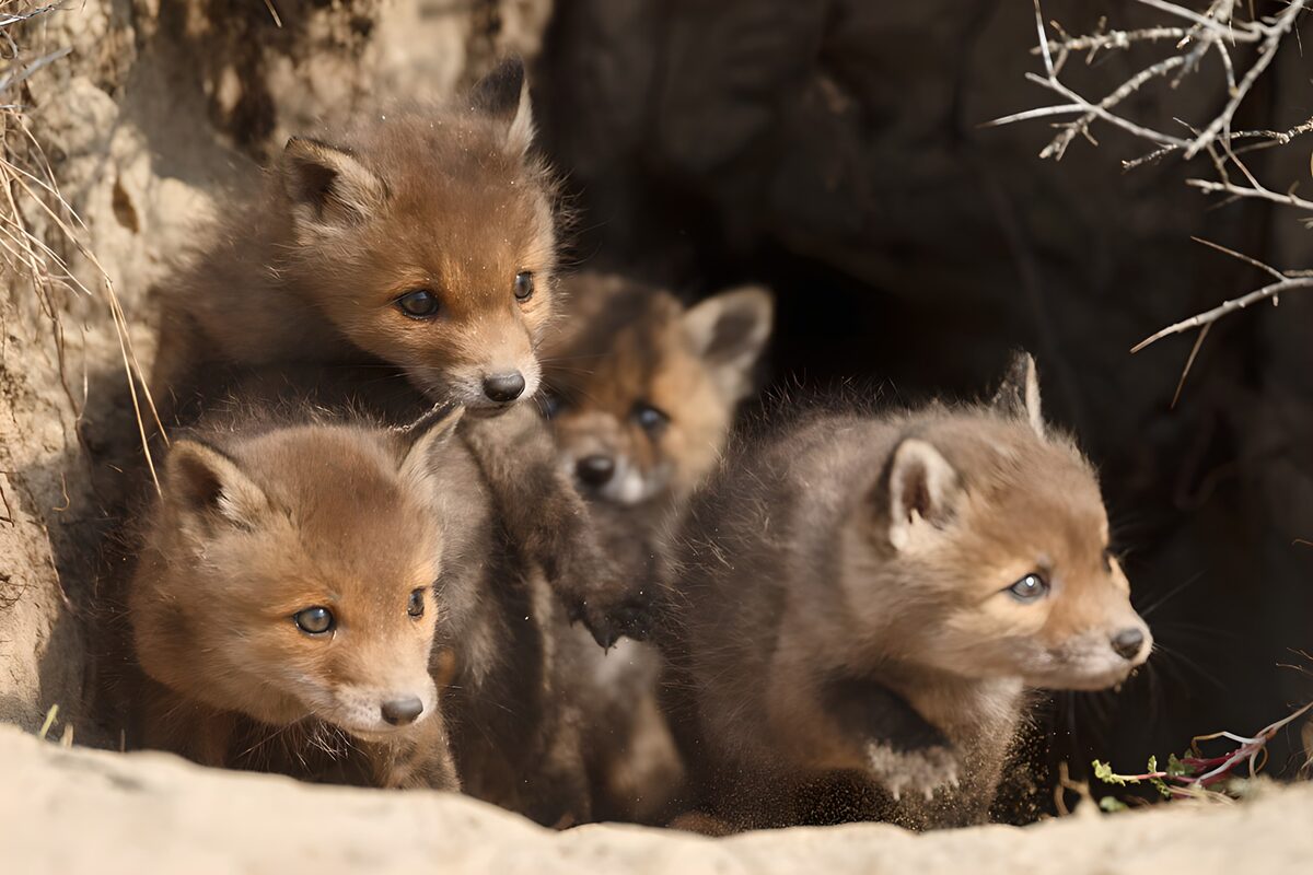 Playful Fox Cubs Emerging from Burrow