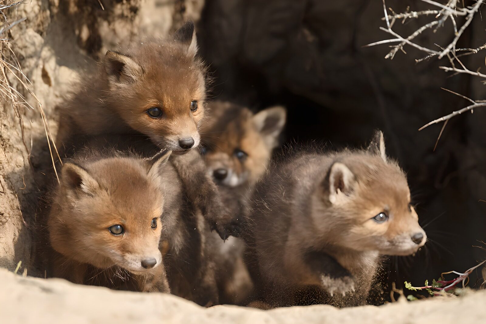 OCCOM4753267: Playful Fox Cubs Emerging from Burrow