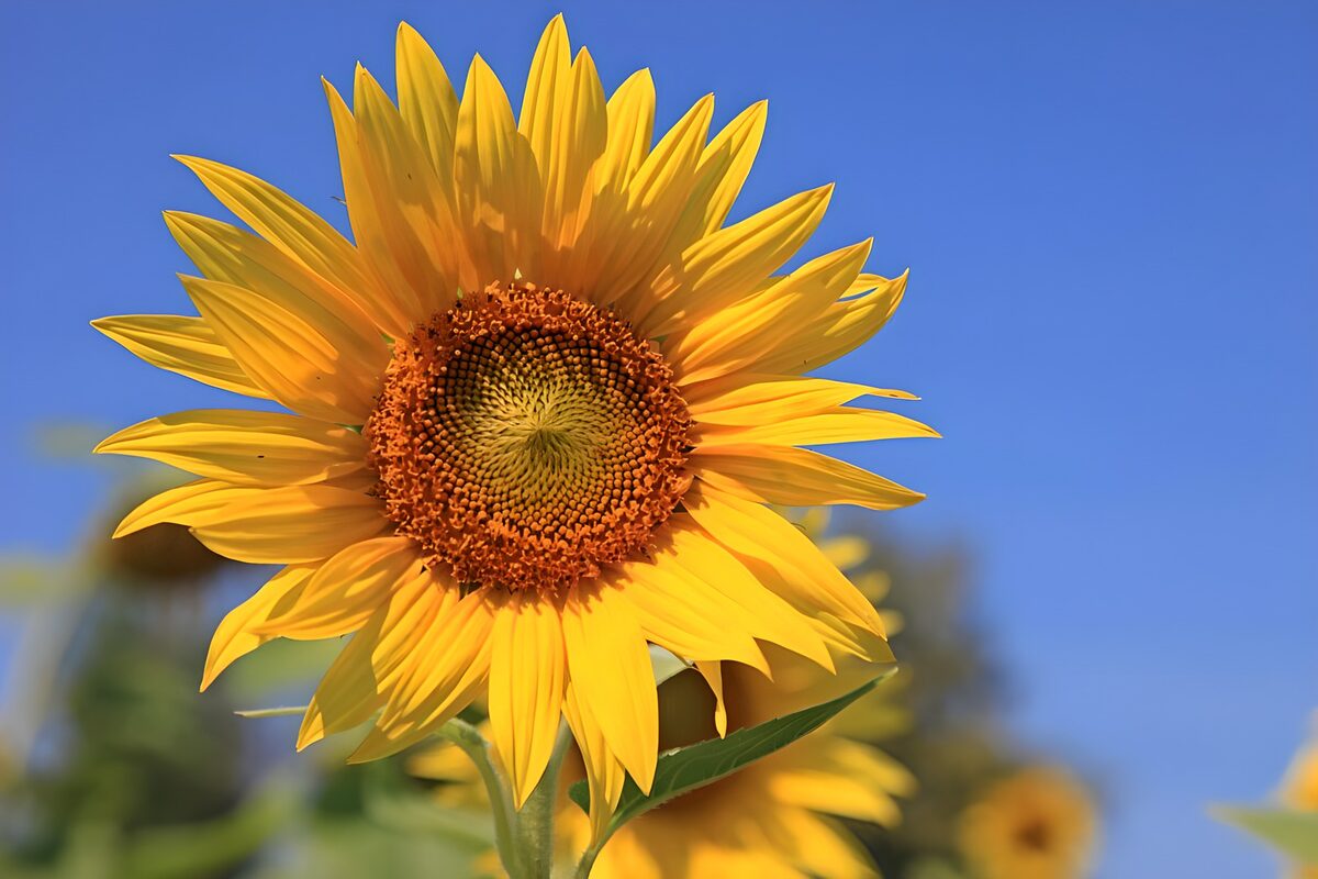 Bright Sunflower Against Blue Sky
