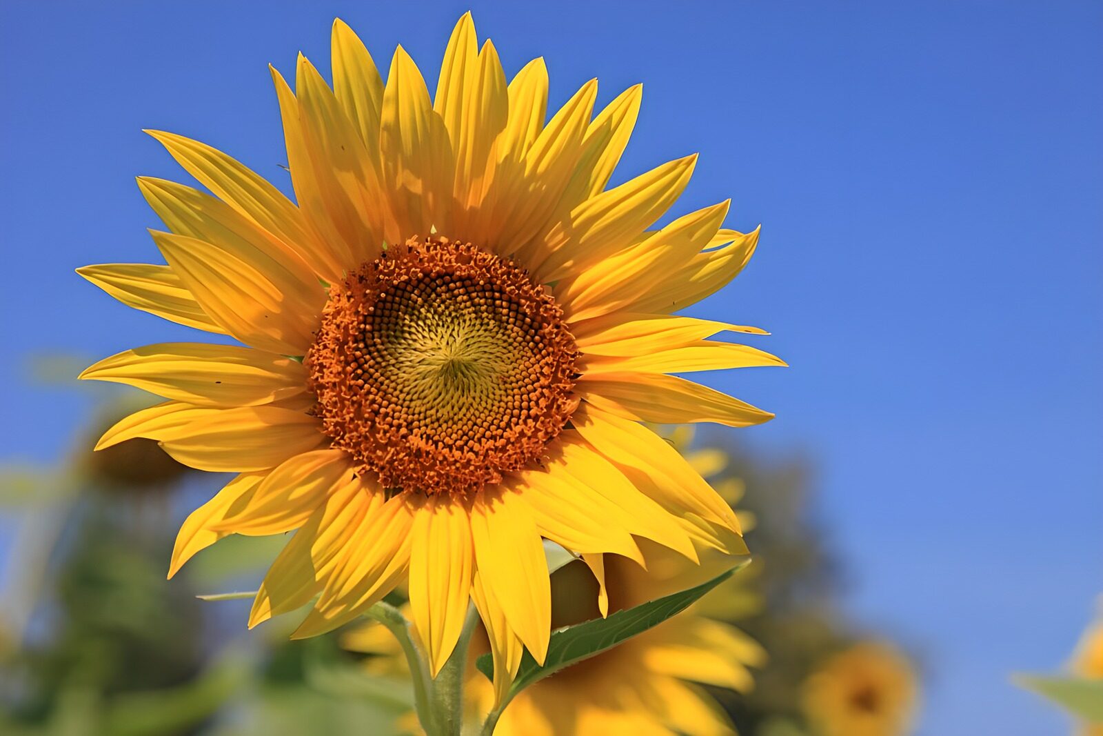 OCCOM7087016: Bright Sunflower Against Blue Sky