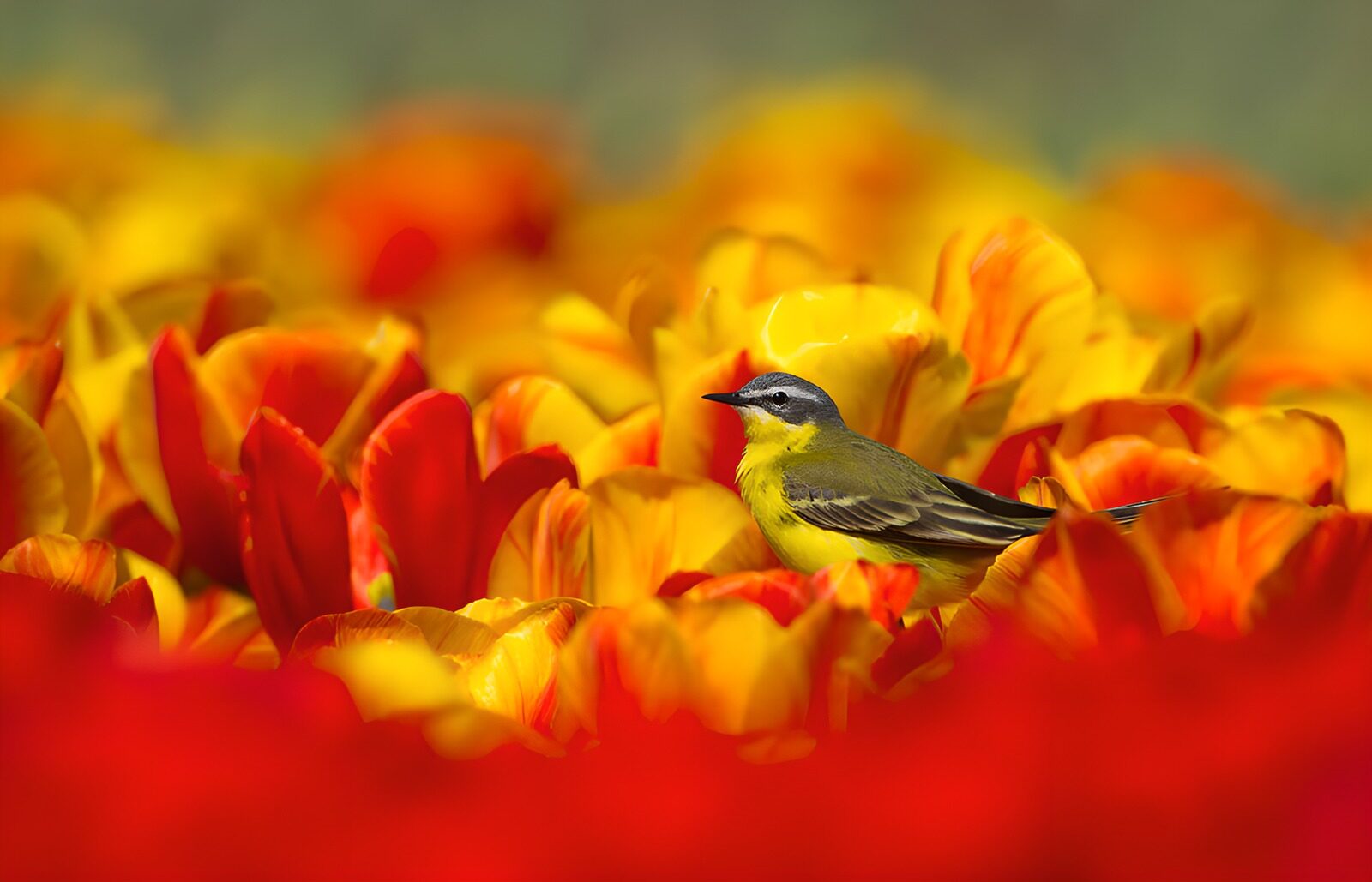 OCCOM4564471: Bird Among Vibrant Tulips