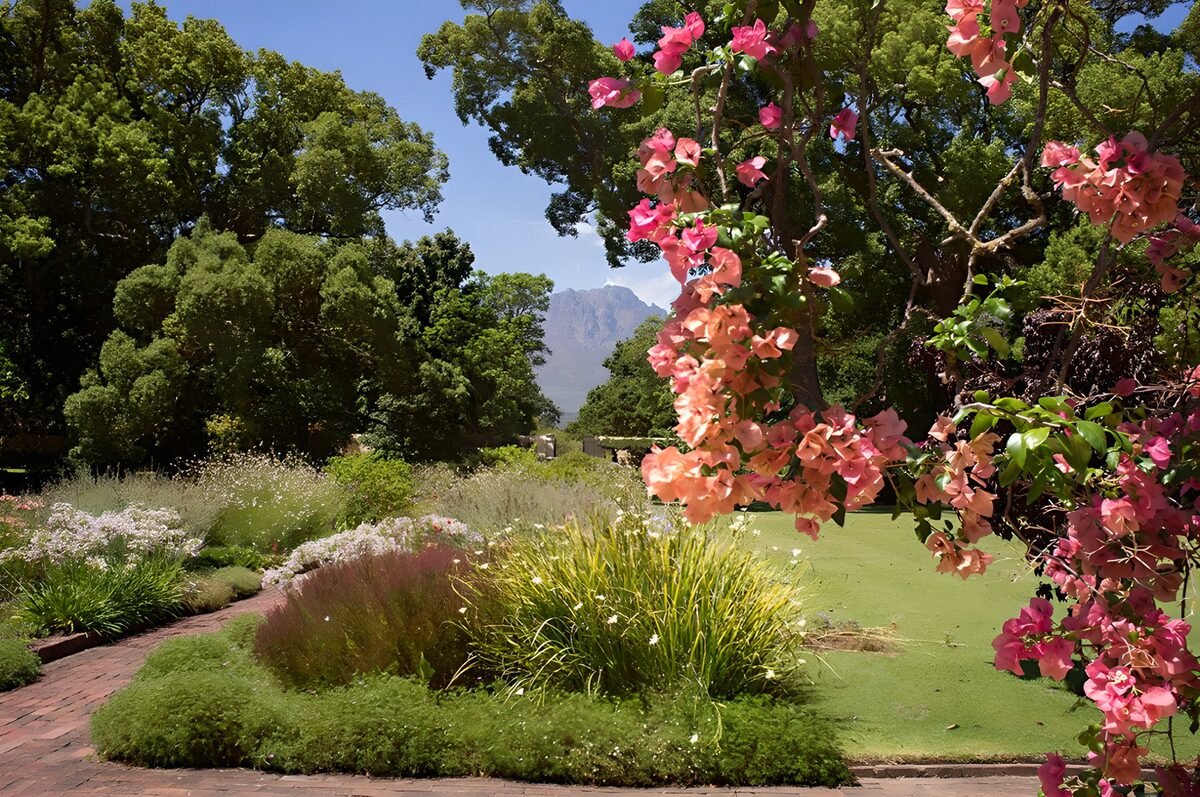 Serene Garden with Bougainvillea Blooms