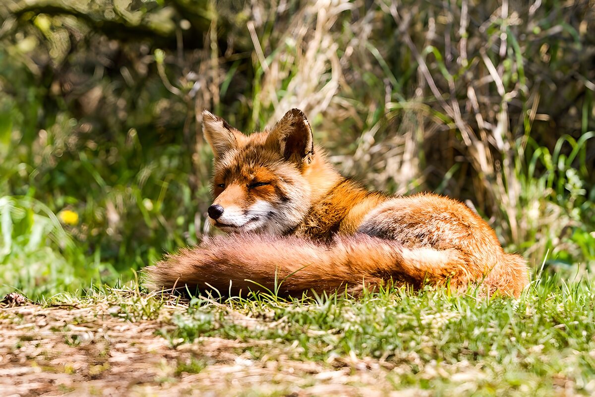 OCCOM8775458: Resting Red Fox in Nature