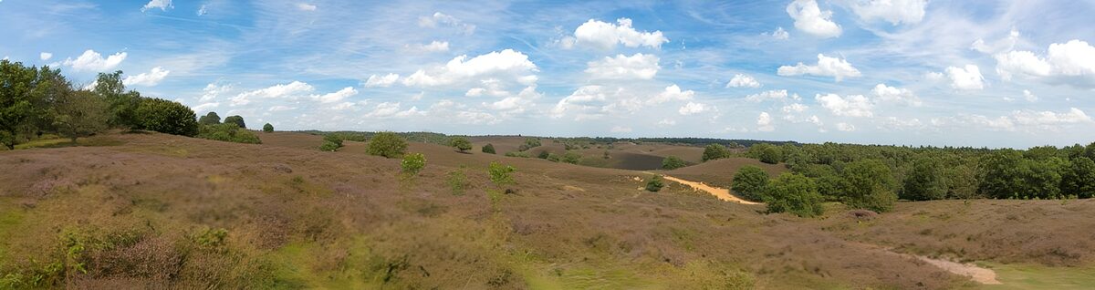 OCCOM2871415: Serene Heatherscape Under Blue Skies