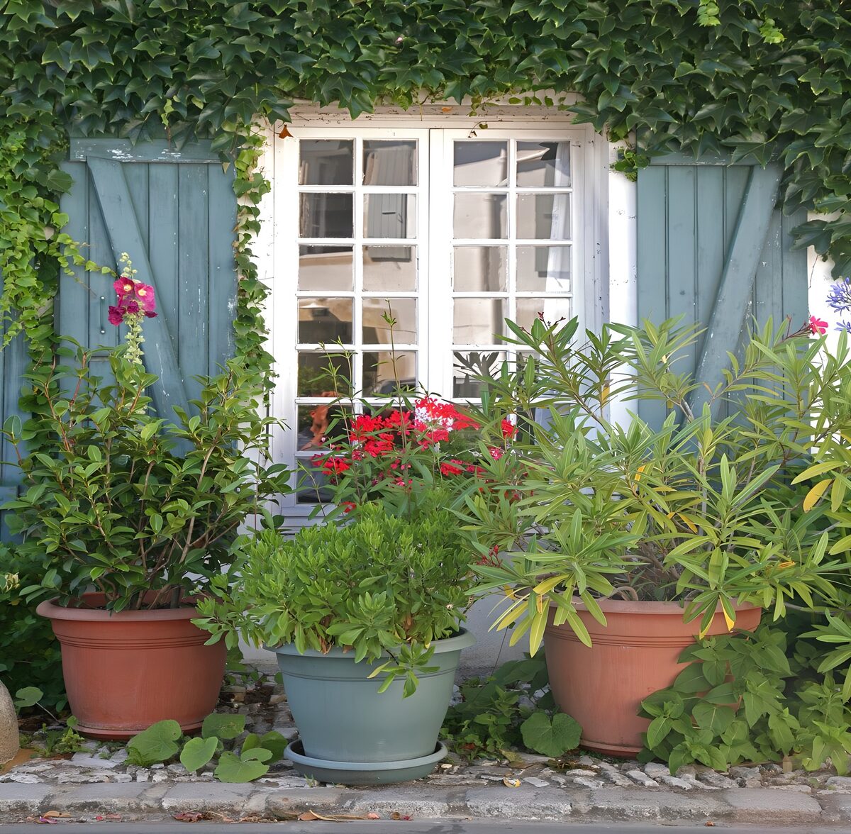 Charming Greenery by the Window