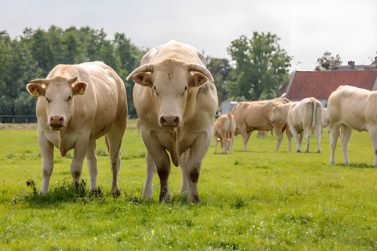 Majestic Cattle on a Summer Farm