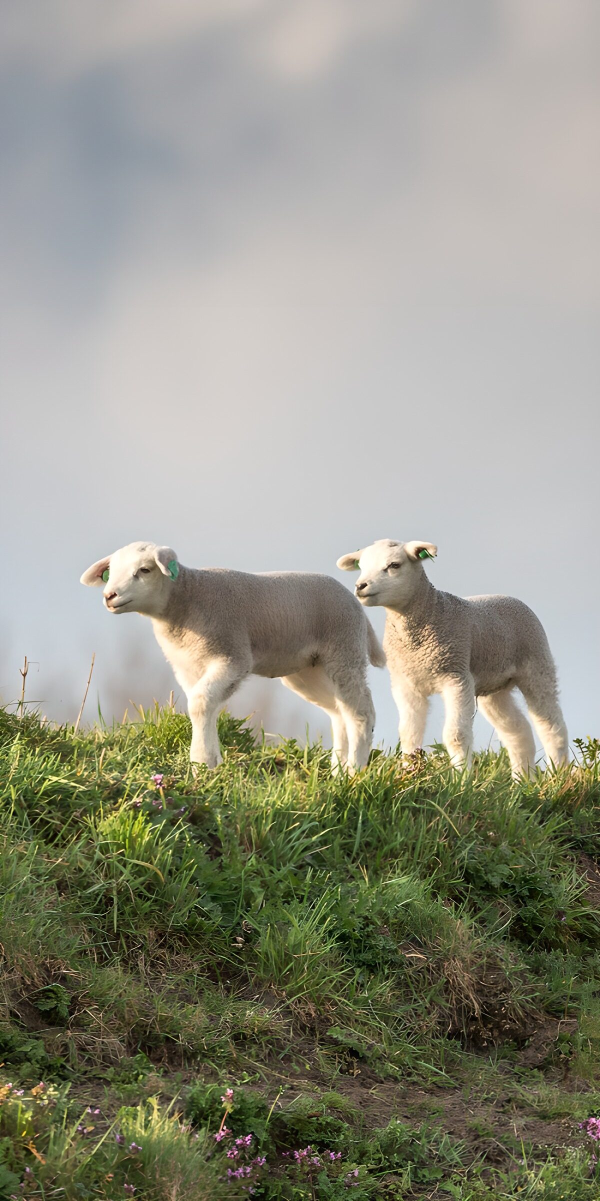OCCOM5080975: Playful Lambs on a Hill