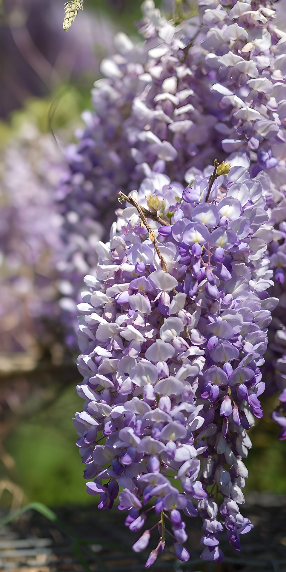 OCCOM5353236: Beautiful Wisteria Blossoms