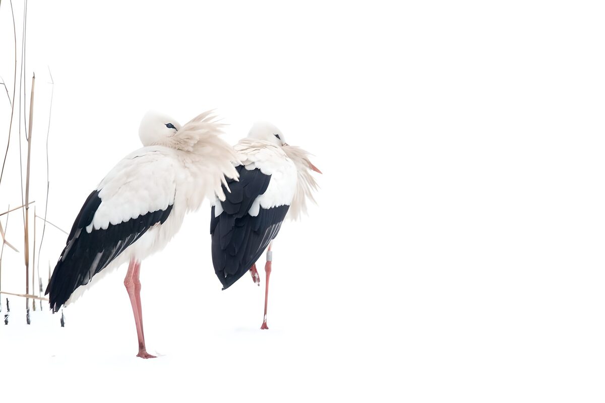 OCCOM4560278: Elegant Storks in Winter's Embrace