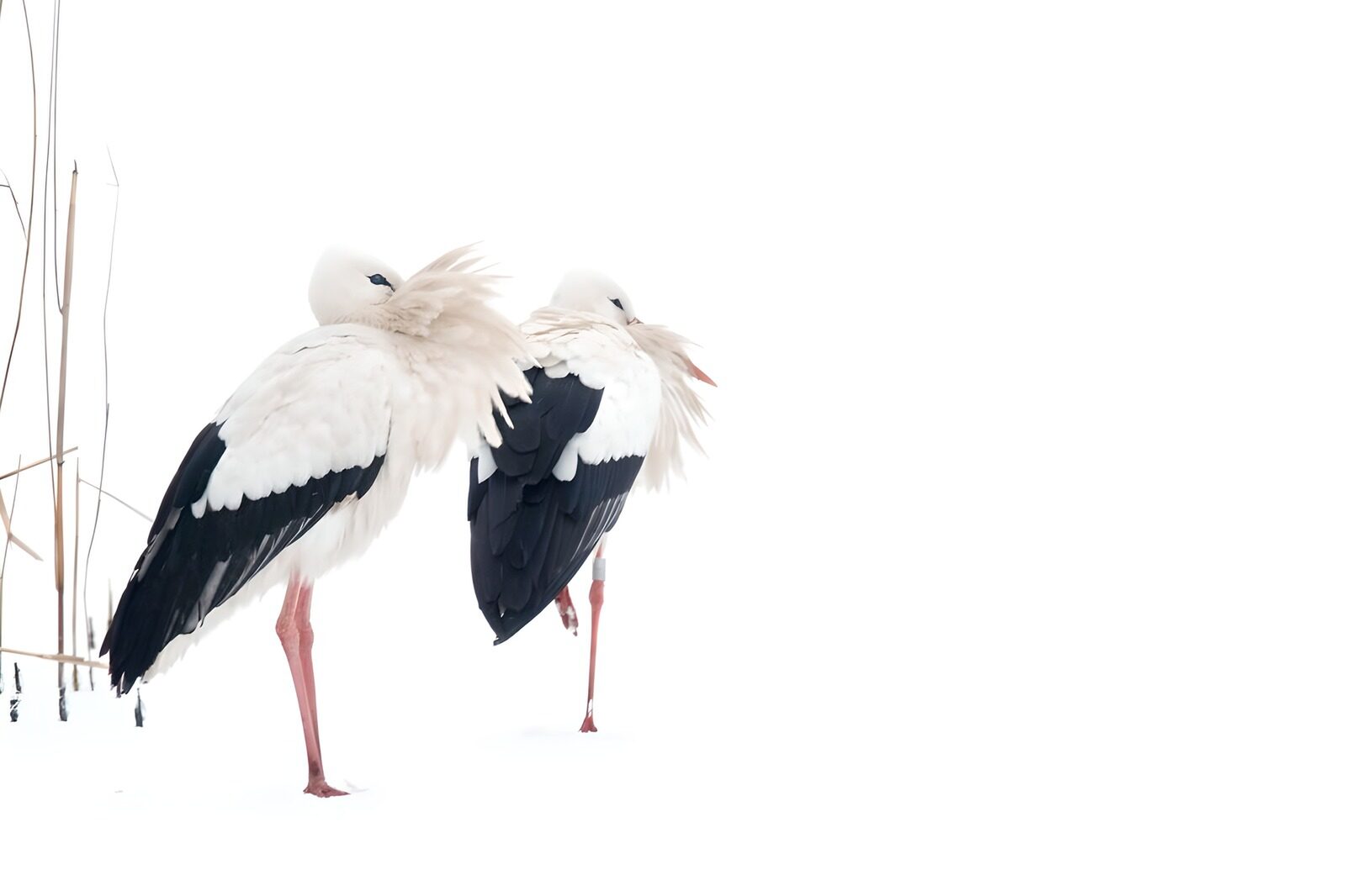 OCCOM4560278: Elegant Storks in Winter's Embrace