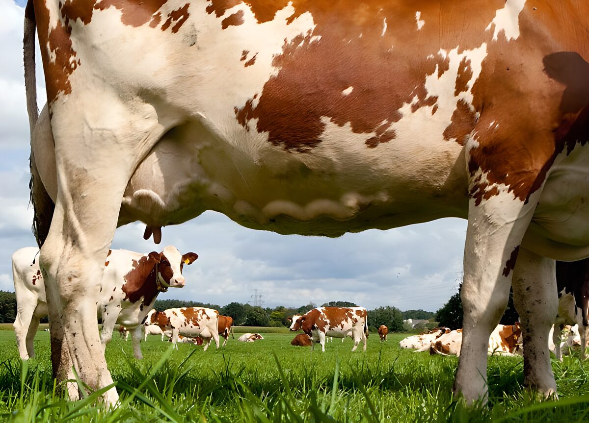 Cows Grazing in a Sunny Pasture