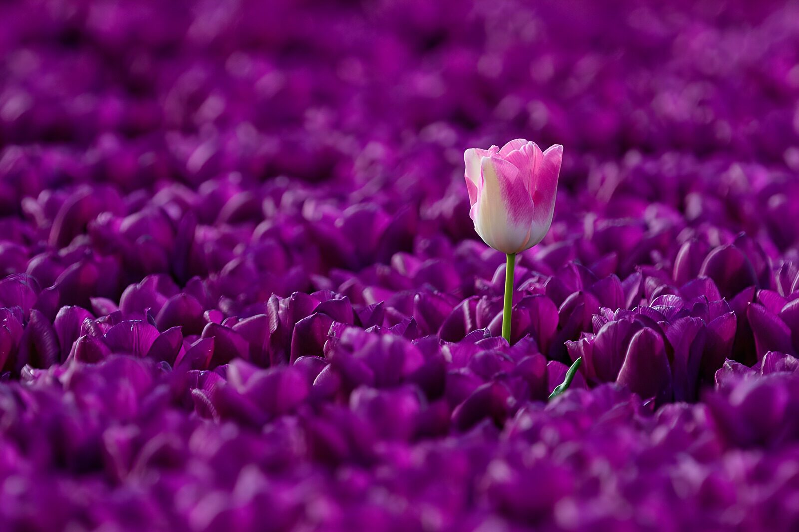 OCCOM5149151: Unique Tulip Amidst Purple Blooms