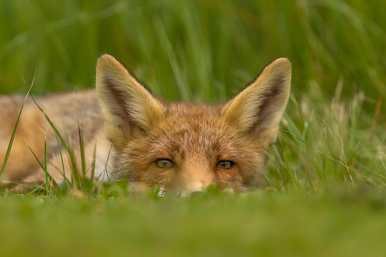 OCCOM8760262: Cunning Eyes of a Fox