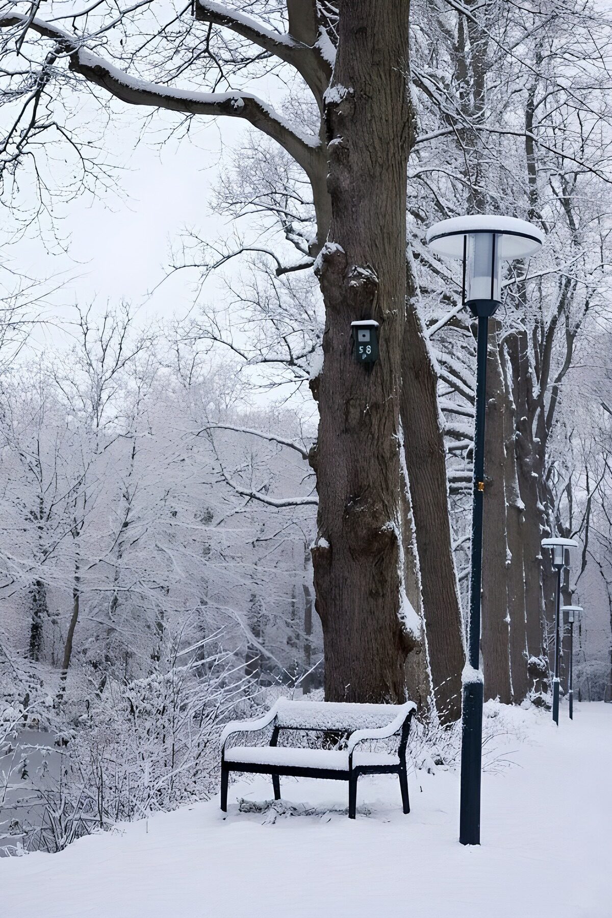 Winter Serenity in the Park