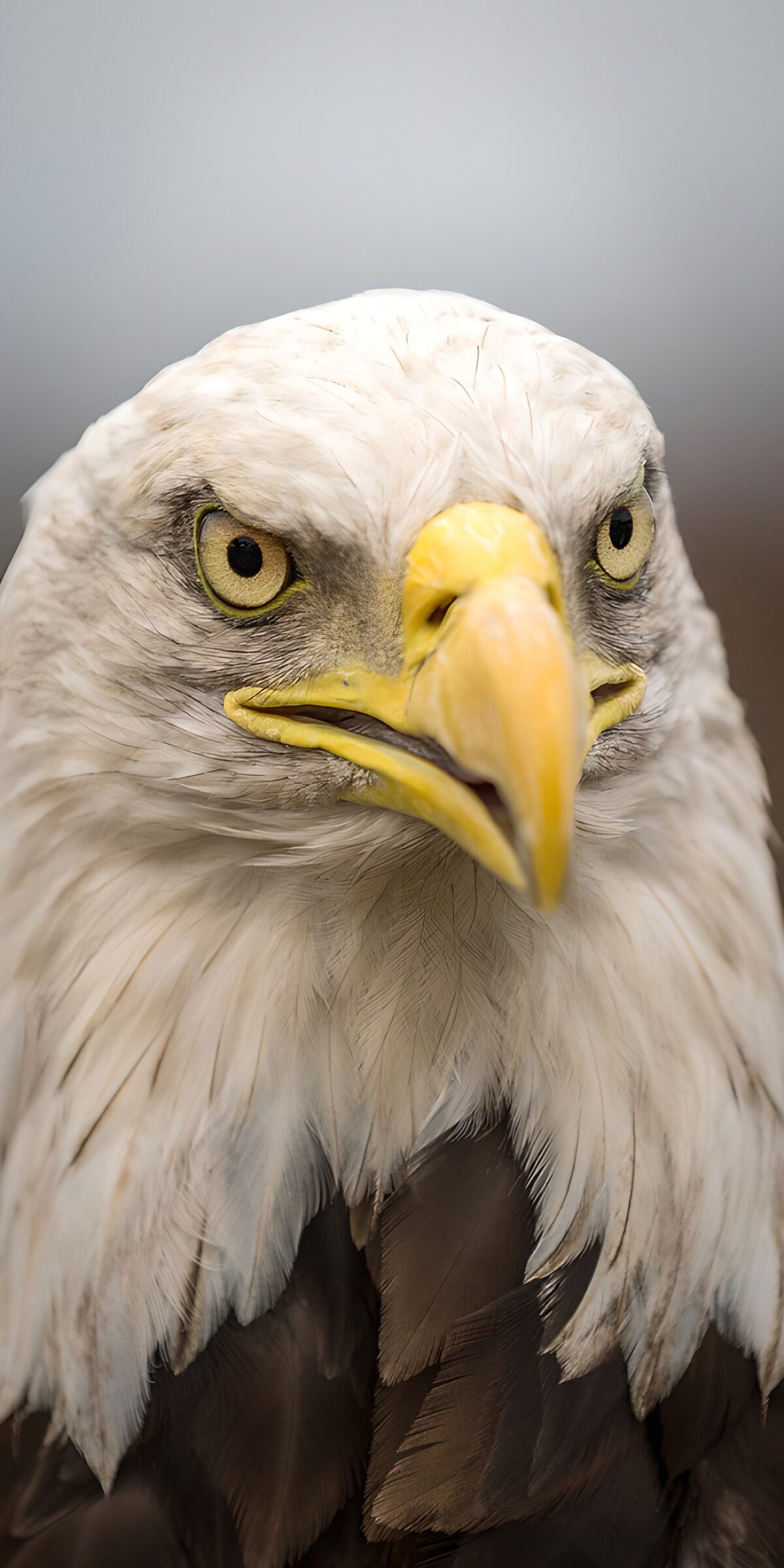 OCCOM7512254: Majestic Bald Eagle Close-Up