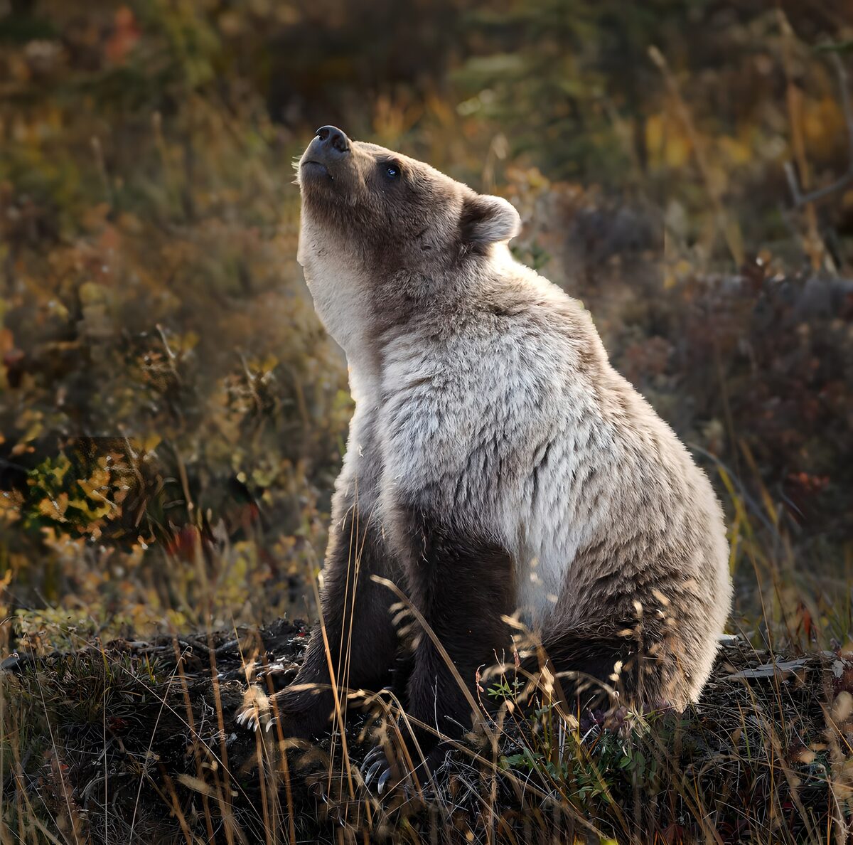 Grizzly Cub in the Wilderness