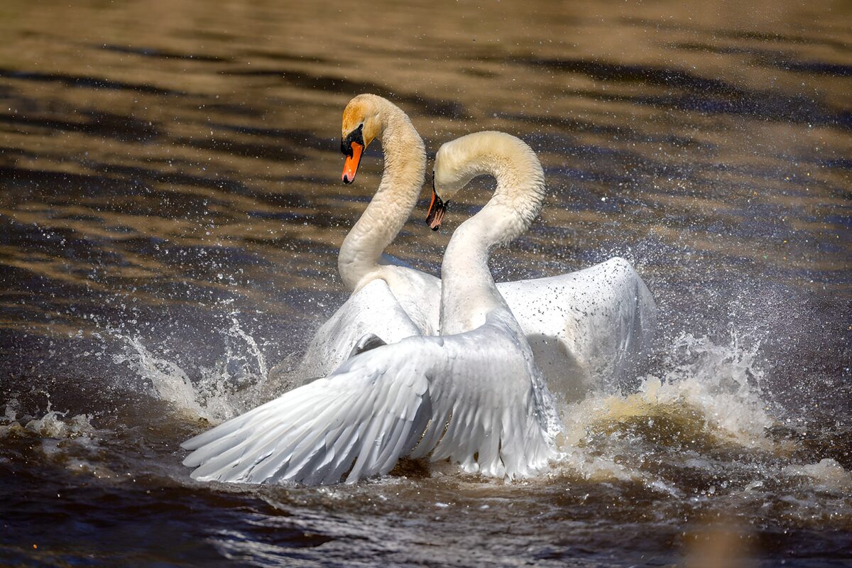 OCCOM6869065: Majestic Swans in Dramatic Display
