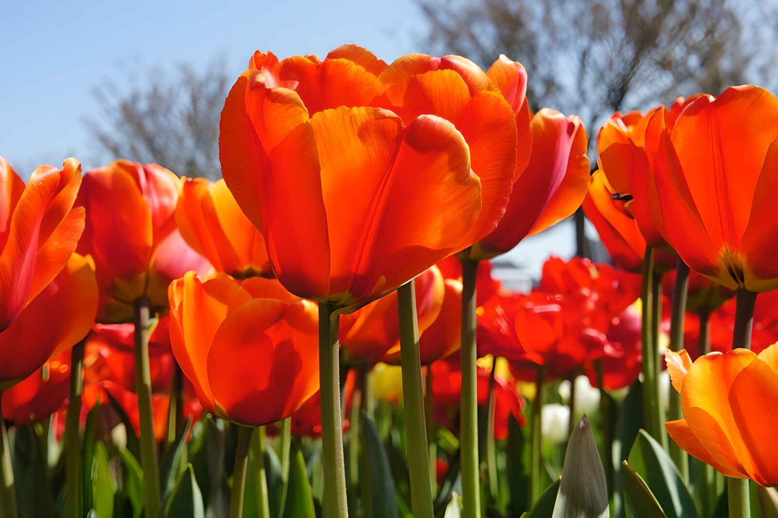 OCCOM5197031: Vibrant Orange Tulips in Bloom