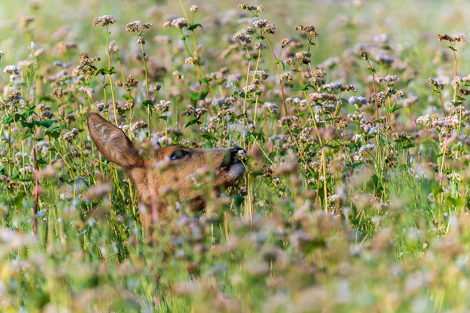 OCCOM7321073: Hidden in the Wildflowers