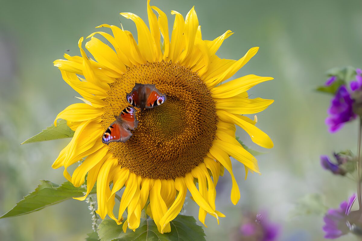 Butterflies on a Sunflower