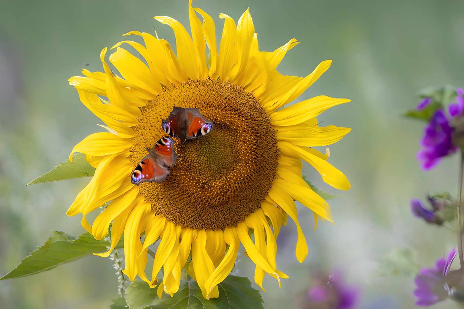 OCCOM3603286: Butterflies on a Sunflower