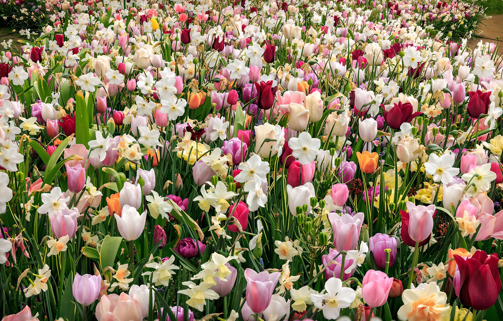 OCCOM2387018: Vibrant Tulip and Daffodil Field
