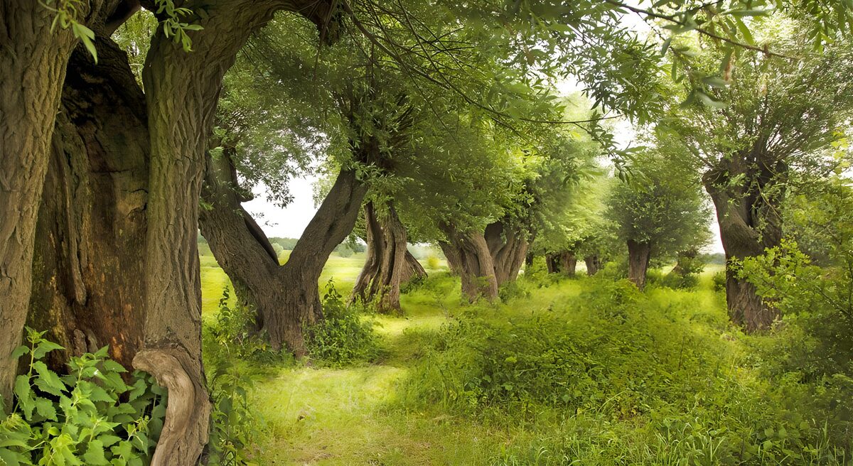 Tranquil Willow Grove Pathway