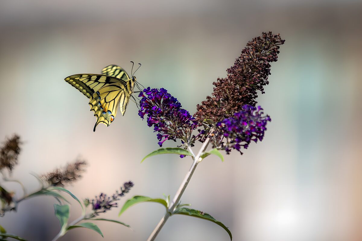 Vibrant Butterfly on Purple Blooms