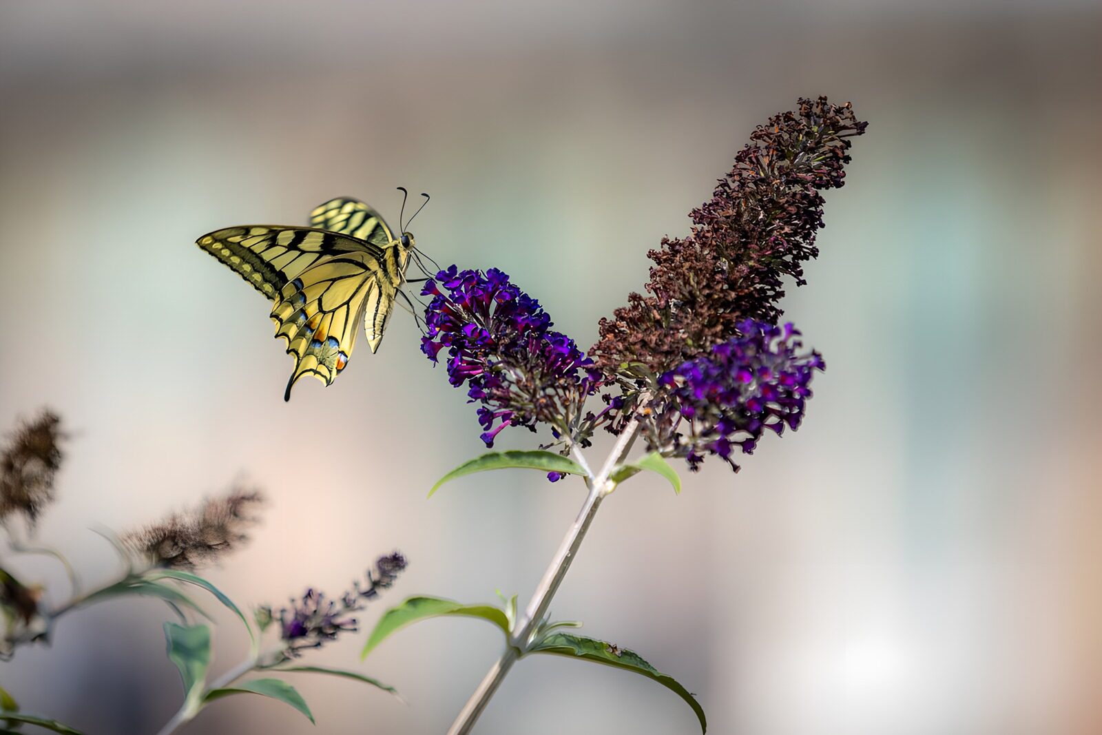 OCCOM1473300: Vibrant Butterfly on Purple Blooms