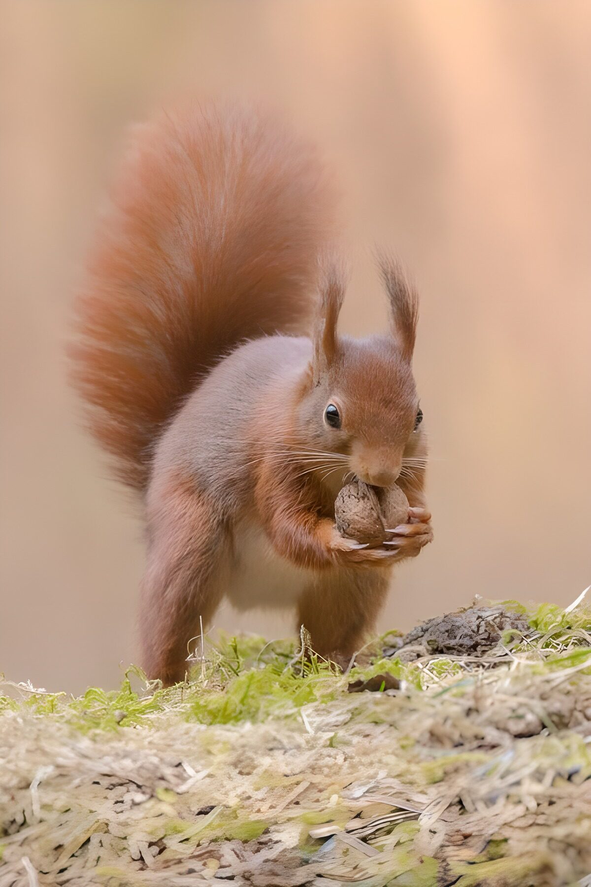 OCCOM7924531: Squirrel Gathering Nuts