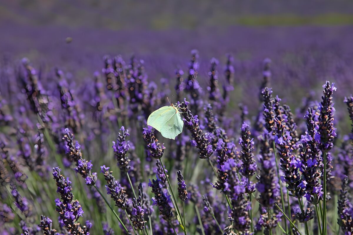 Butterfly in Lavender Fields