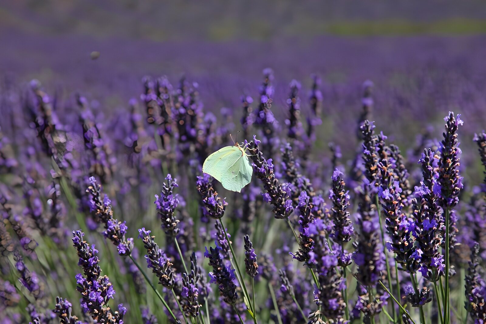 OCCOM1512045: Butterfly in Lavender Fields