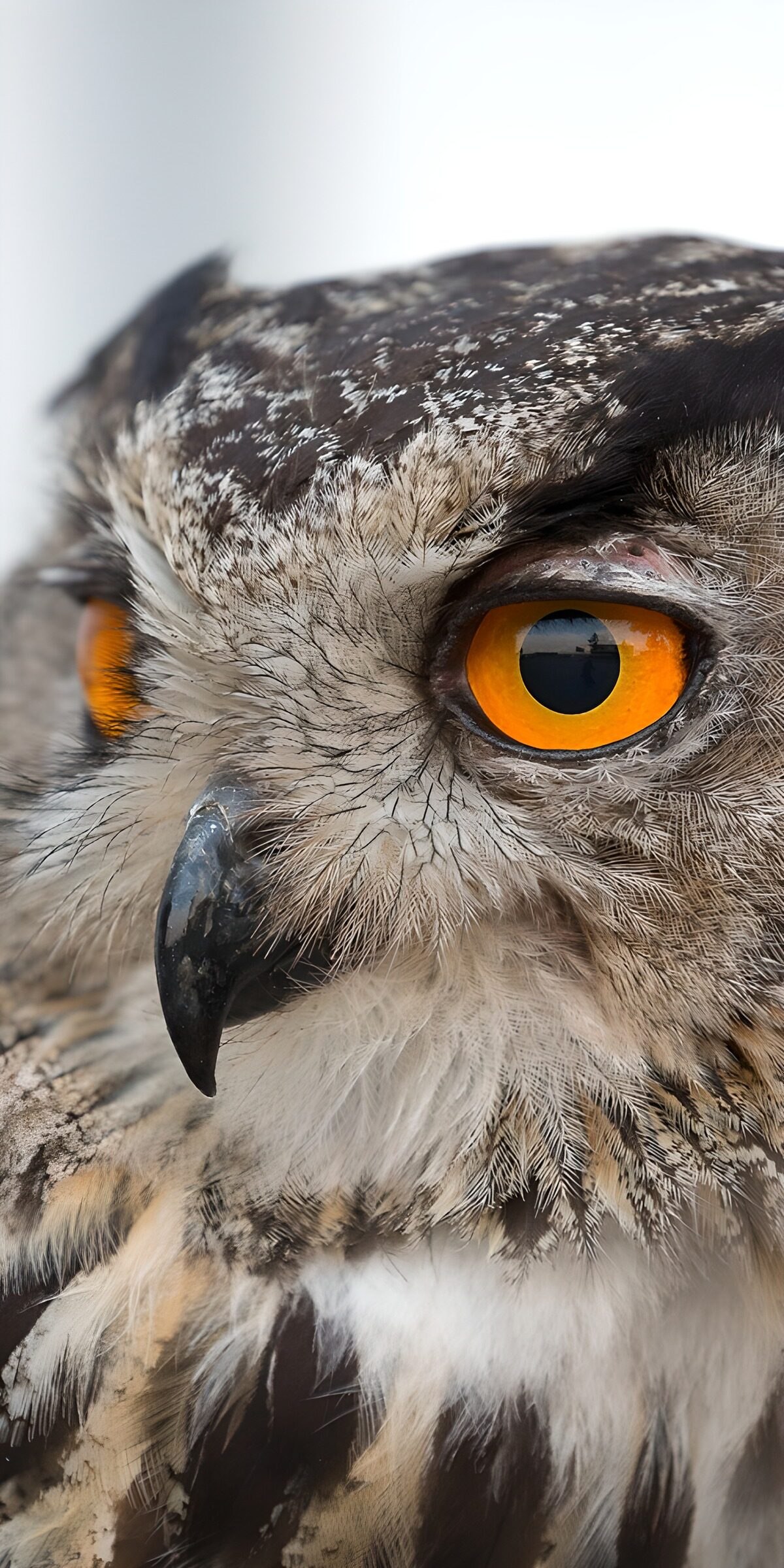 OCCOM3399807: Majestic Owl with Striking Eyes