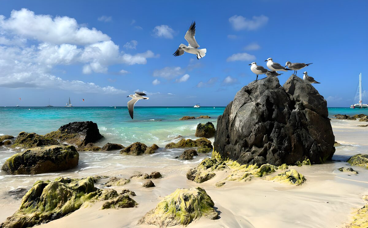 Seagulls on a Sunny Beach Rock