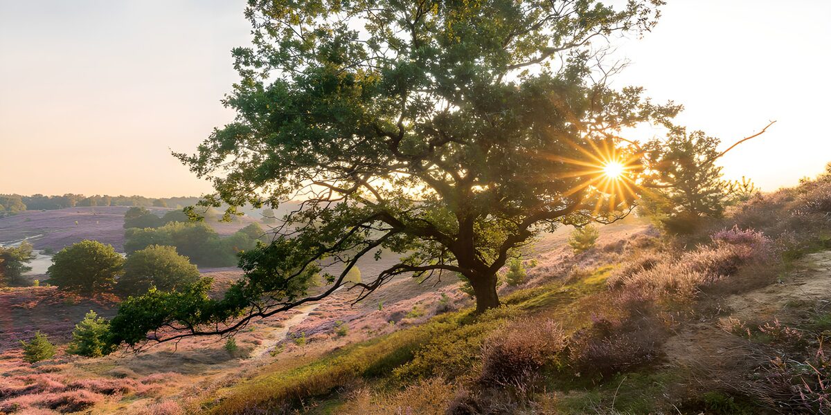 Golden Hour in the Heathland