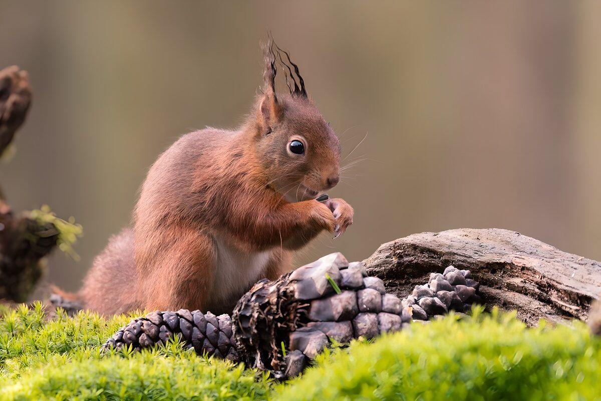 Curious Squirrel Among Pine Cones