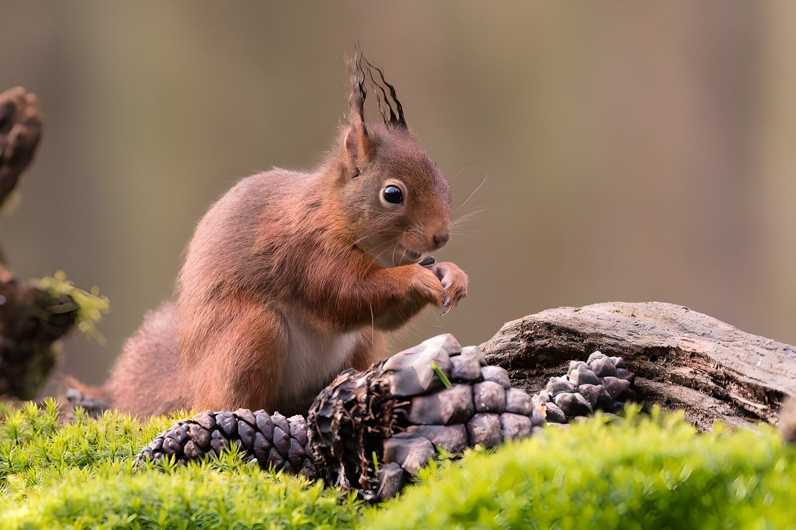 OCCOM8516505: Curious Squirrel Among Pine Cones