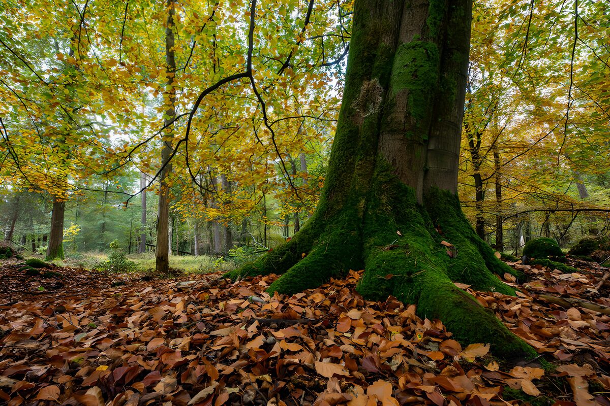 Majestic Tree in Autumn Forest