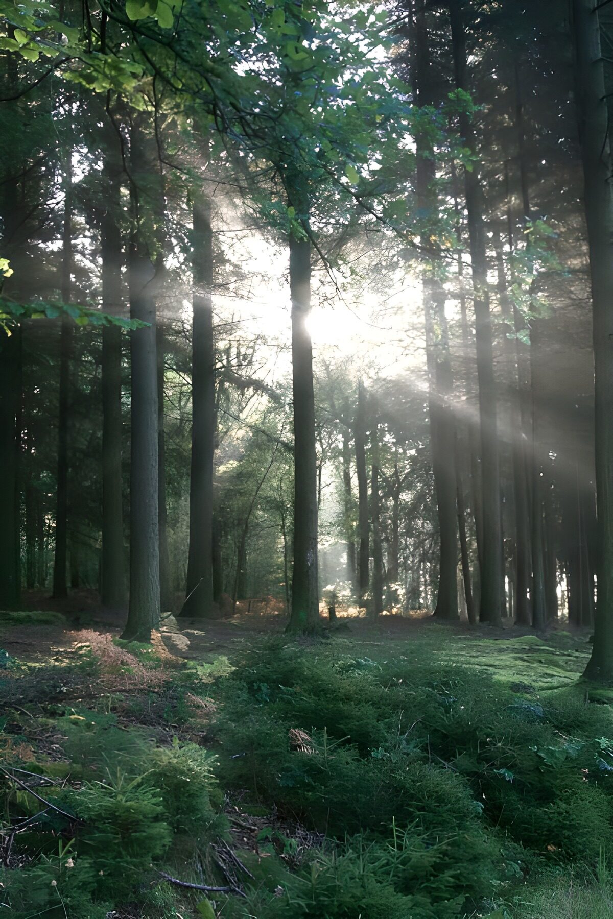 OCCOM3782917: Serene Sunlight Through Forest Canopy