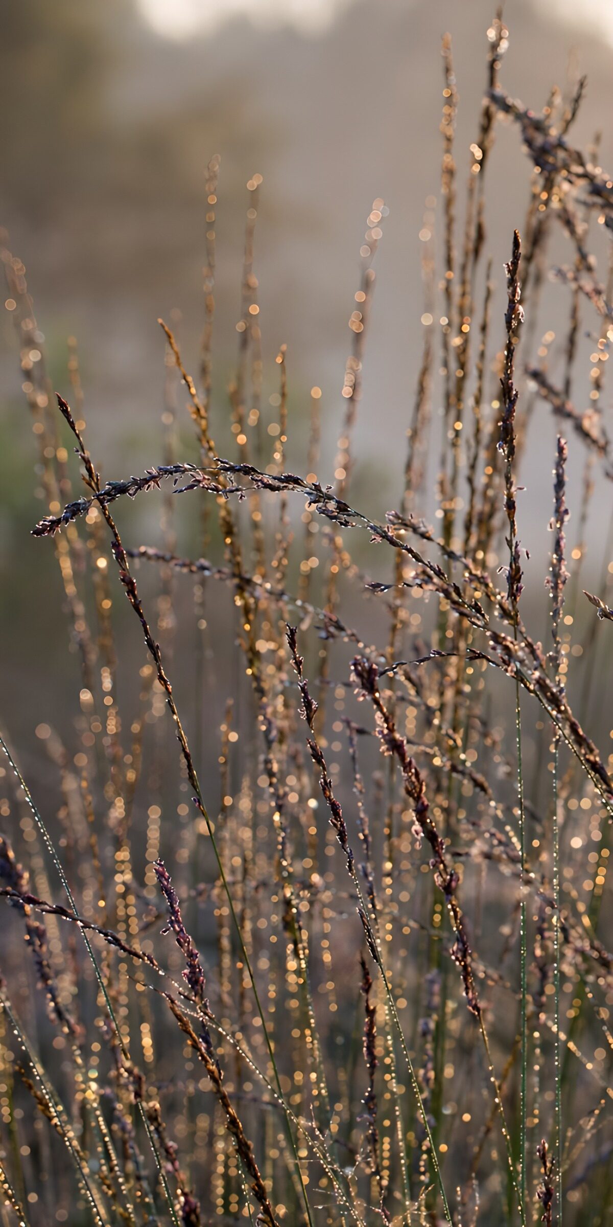 OCCOM6233519: Dewy Grass in Morning Light