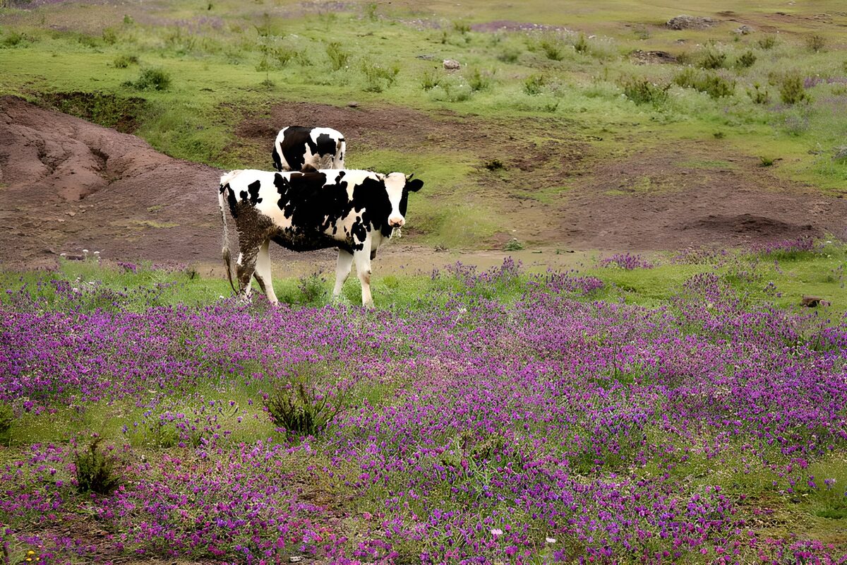 Cows Among Blooming Wildflowers